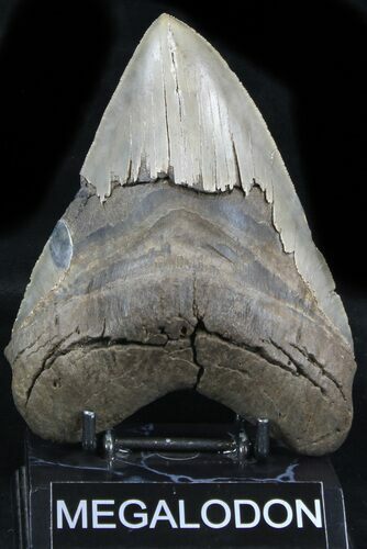 Beastly Megalodon Tooth - Georgia #32921